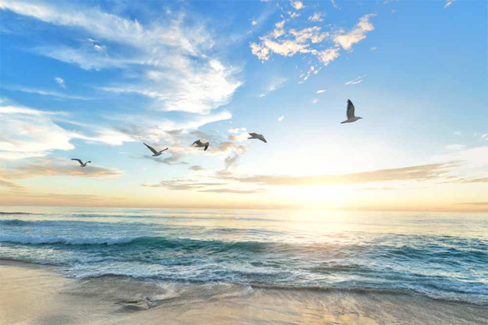 Les Mouettes de Saint-Pierre-la-Mer