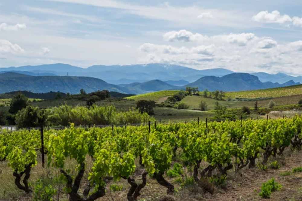 La Route des vins